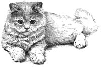 Cat - Persian.tif