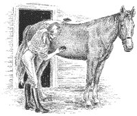 Grooming Horse.tif