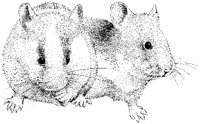 Hamsters.tif