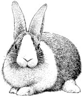 Rabbit.tif