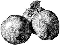 Apples - Red Delicious.tif