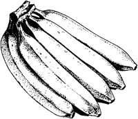 Bananas.tif