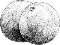 Grapefruit - Pink 2.tif