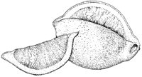 Lemon.tif