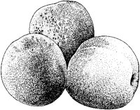 Nectarines.tif