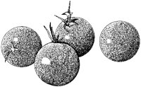 Tomatoes - Cherry.tif
