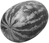 Watermelon - Whole.tif