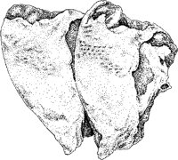 Chicken - Breasts.tif