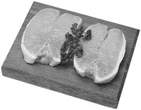 Pork Chops.tif