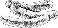 Sausage.tif