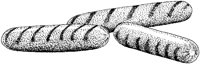 Hot Dogs - Grilled.tif