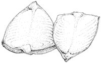 Halibut Steaks.tif