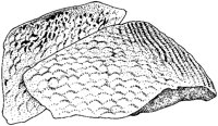 Red Snapper Fillets.tif