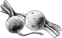 Beets.tif