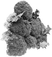 Broccoli.tif