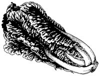 Lettuce - Romaine.tif