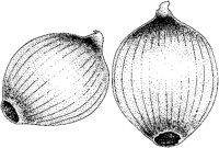 Onions - Yellow.tif