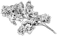 Parsley.tif