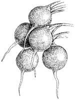 Radishes.tif