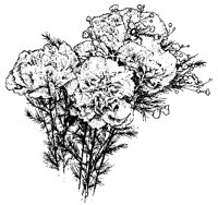Carnations.tif