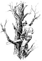 Cutting Down Tree.tif