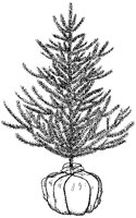 Evergreen Spruce.tif