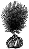 Evergreen Yew.tif