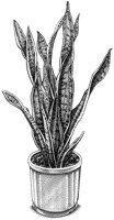 Plant in Pot.tif