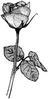 Rose.tif