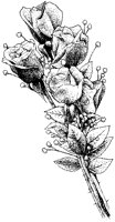 Roses - Long Stem.tif