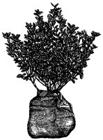Shrub.tif