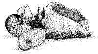 Sea Shells.tif