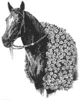 Race Horse - Winner.tif
