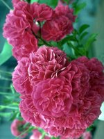 D03A0011.JPG