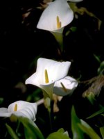 D03A0039.JPG