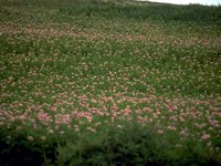 D03A0056.JPG