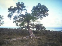 D03A0081.JPG