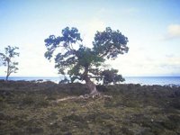 D03A0084.JPG