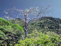 D03A0093.JPG