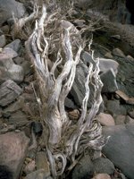 D03A0098.JPG