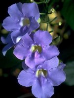 D02I0018.JPG