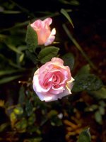 D02I0067.JPG