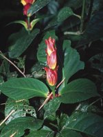 D04B0016.JPG