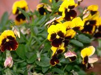 D05B0040.JPG