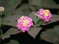 D05B0079.JPG