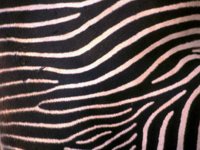 J02B0087.JPG