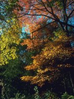 G03A0057.JPG
