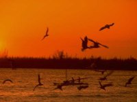 H02C0063.JPG