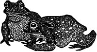 Two Frogs.tif