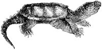Alligator Turtle.tif